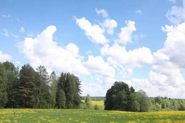 Le paysage est l'été. Arbres verts et herbe dans un pays rural — Photo