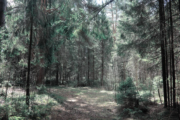Pine forest. Depths of a forest. Journey through forest paths. Trees in early spring. Trekking through the reserve.
