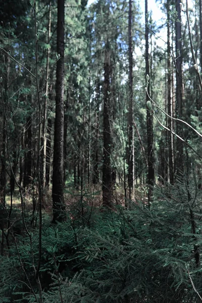 Foresta di pini. Profondità di una foresta. Viaggio attraverso i sentieri forestali. T — Foto Stock