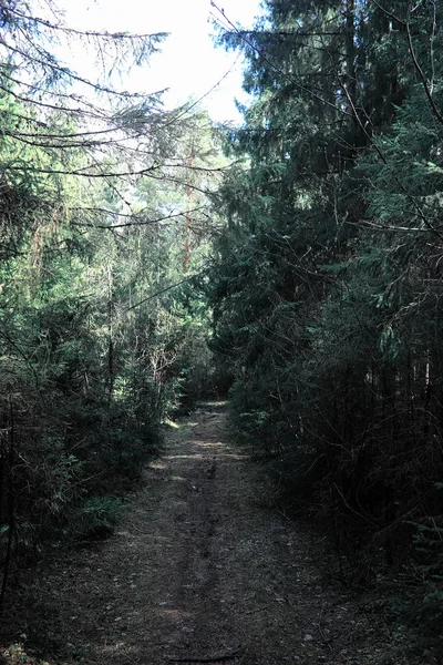 Pine forest. Depths of a forest. Journey through forest paths. T — Stock Photo, Image