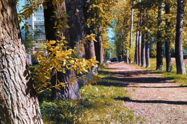 Sarılık ile kavak sokak geç yaz aylarında bırakır
