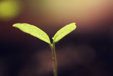 tohumlarından küçük Fideler kutusuyla 