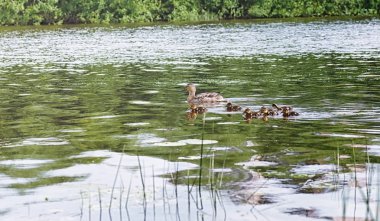 Su birikintisi kuşlarda. Bir sürü ördek ve güvercin su. Mi