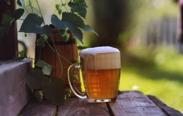 Bardak bira ahşap hop doğa — Stok fotoğraf