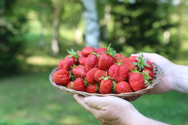 Fraises dans un panier en osier dans les mains — Photo