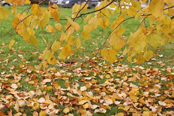 Gelbe Herbstblätter von Bäumen am klaren blauen Himmel — Stockfoto