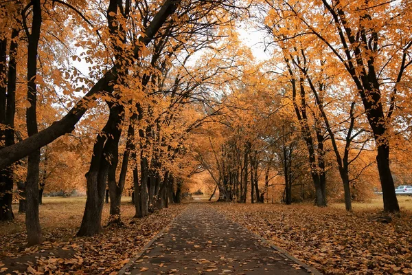 Hojas amarillas de otoño de árboles en el cielo azul claro — Foto de Stock