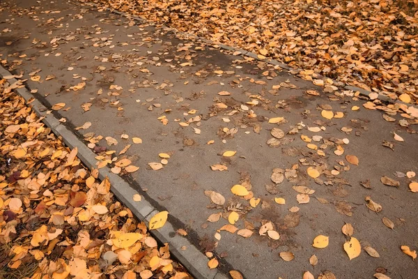 Açık mavi gökyüzünde sarı sonbahar yaprakları