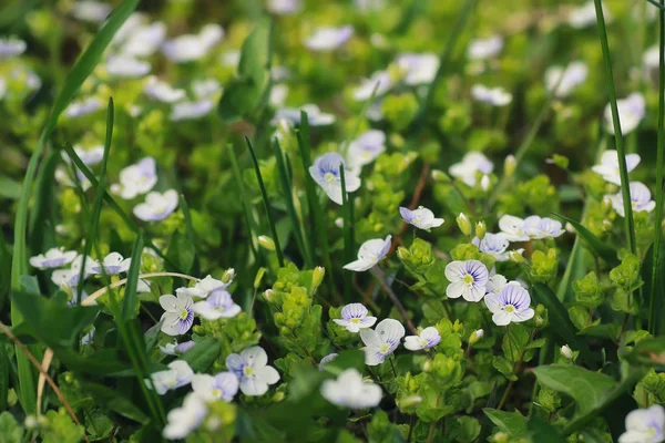 Hierba de primavera y flor en un campo — Foto de Stock