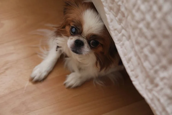 Raça decorativa de cães. Um pequeno cão doméstico. O cão sob th — Fotografia de Stock