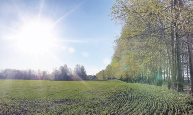 Yatay yaz mevsimindeyiz. Yeşil ağaç ve otların arasında kırsal arazi
