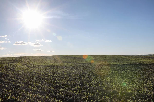 El paisaje es verano. Árboles verdes y hierba en una tierra rural — Foto de Stock