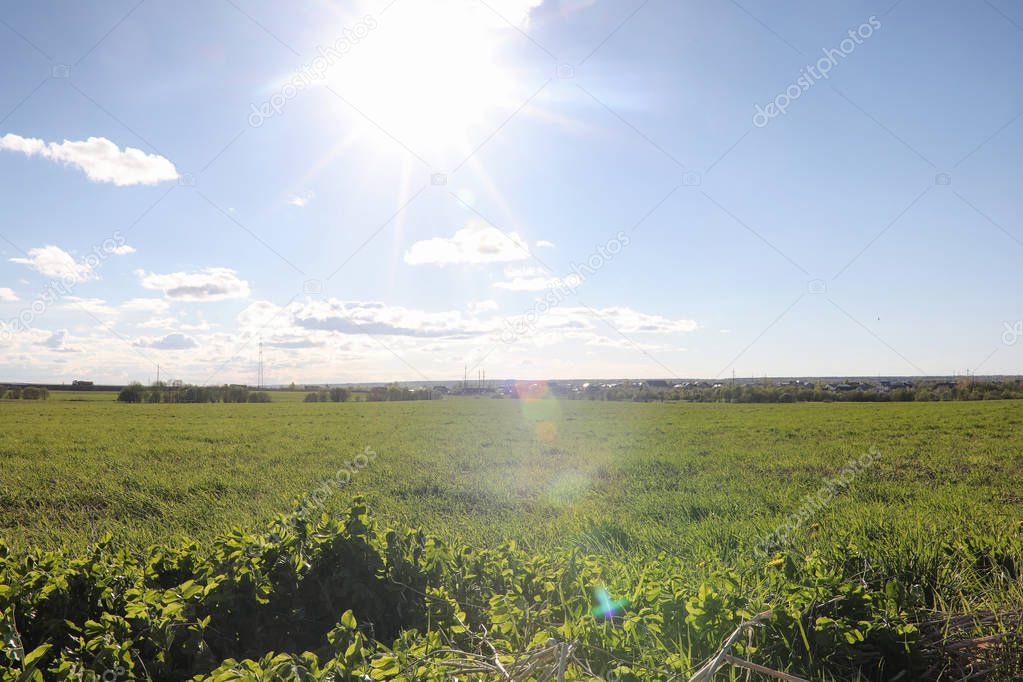 Landscape is summer. Green trees and grass in a countryside land