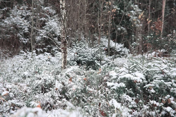 Winter forest. Landscape of winter forest on a sunny day. Snow-c