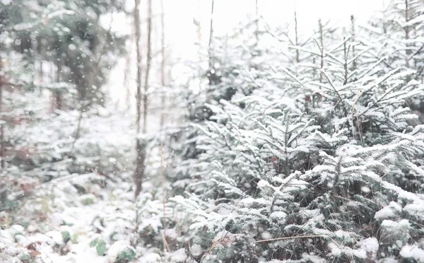 Bosque de invierno. Paisaje de bosque de invierno en un día soleado. Nieve-c — Foto de Stock