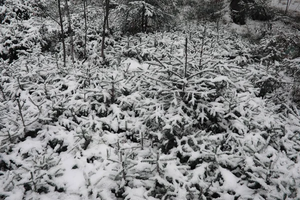 Winter forest. Landscape of winter forest on a sunny day. Snow-c