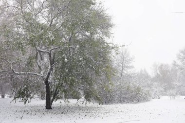 Karla kaplı Kış park ve banklar. Park ve beslenme için pier 