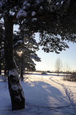 güneşli kış günü bir şiddetli kar fırtınası sonra çam ormanı