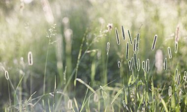 Yatay yaz mevsimindeyiz. Yeşil ağaç ve otların arasında kırsal arazi