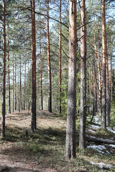 Kiefernwald im Frühling unter dem Schnee. Wald un — Stockfoto