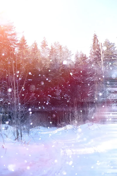 Zimní les za slunečného dne. Krajina v lese na Sněžná — Stock fotografie