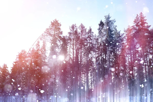 Floresta de Inverno num dia ensolarado. Paisagem na floresta em um nevado — Fotografia de Stock