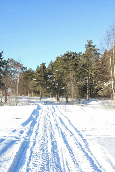 Floresta de inverno coberta de neve — Fotografia de Stock