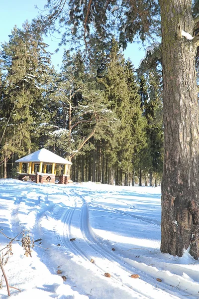 Winterwald mit Schnee bedeckt — Stockfoto