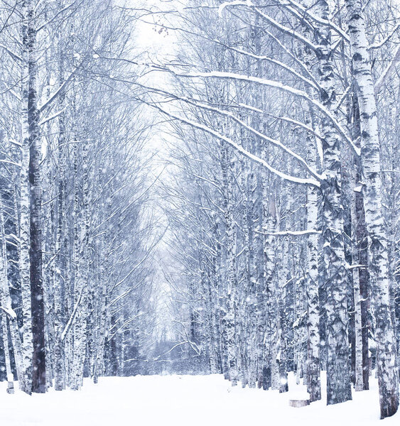 Winter snowy day in a beautiful forest