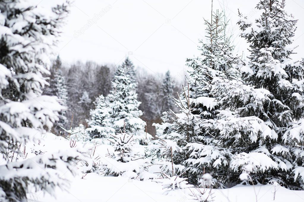 Landscape in the winter cloudy day