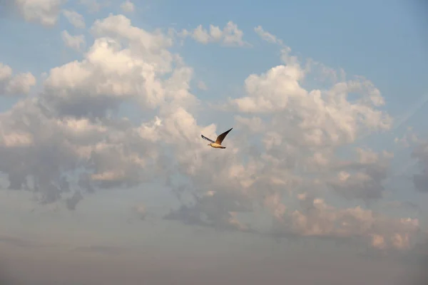 Nubes blancas en un cielo azul — Foto de Stock