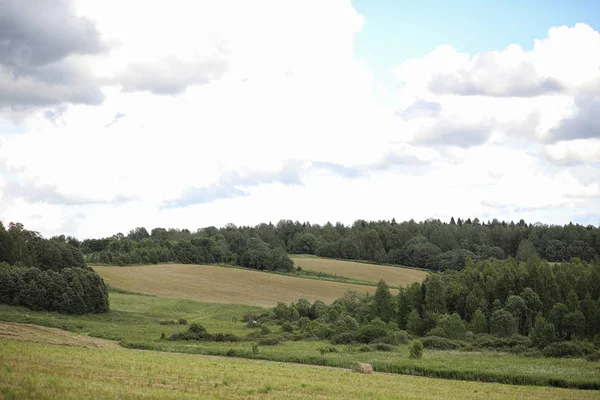 El paisaje es verano. Árboles verdes y hierba en una tierra rural —  Fotos de Stock