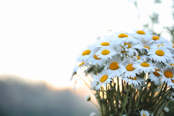 Large bouquet of field chamomiles — Stock Photo, Image