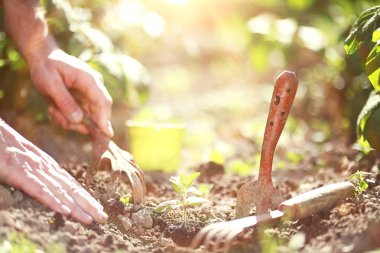 Eller yere iniş için küçük Fideler