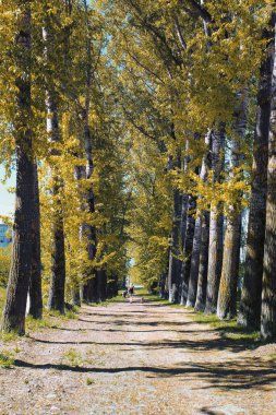 Sarılık ile kavak sokak geç yaz aylarında bırakır