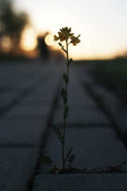gün batımında kaldırım taşı ile büyüyen çiçek