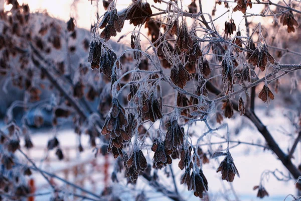 Frost Blätter der Sonne — Stockfoto