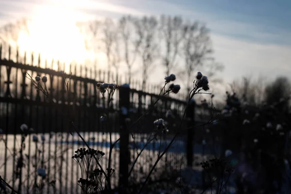 Fence with spikes sun — Stock Photo, Image