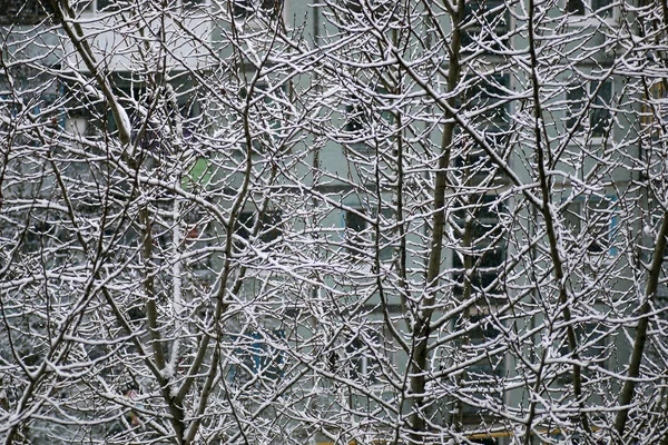 Sníh stromů yard dům večer — Stock fotografie