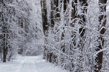 kış orman manzara güneş ışığı kar