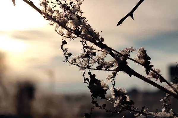 Rama de la planta cubierta de nieve macro invierno —  Fotos de Stock