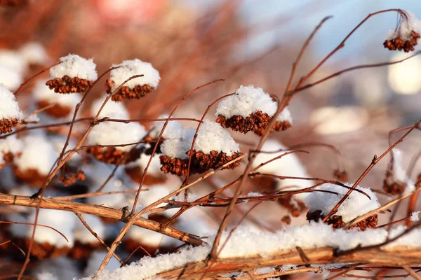 Zweig der Pflanze mit Schnee bedeckt Winter Makro — Stockfoto