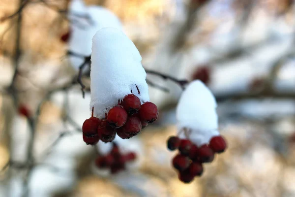 Branch of the plant covered with snow winter macro — Stock Photo, Image