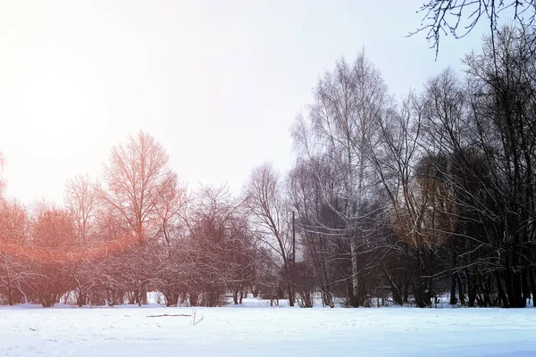Lever de soleil paysage hiver parc arbres — Photo