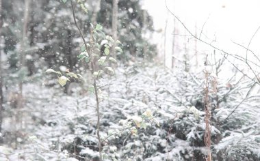 Kış orman. Güneşli bir kış orman manzara. Kar-c