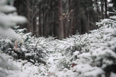 Kış orman. Güneşli bir kış orman manzara. Kar-c