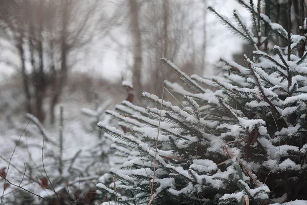 Winter forest. Landscape of winter forest on a sunny day. Snow-c