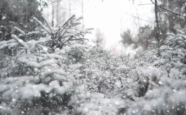 Floresta de Inverno. Paisagem de floresta de inverno em um dia de sol. Neve-c — Fotografia de Stock