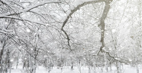 눈 밑에 겨울 공원 이 있어. 도시 공원에 눈보라가 몰아쳤습니다. Park f — 스톡 사진