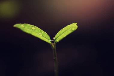 tohumlarından küçük Fideler kutusuyla 